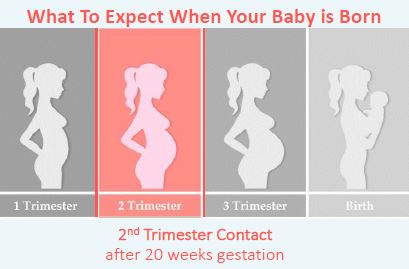 WIC Baby Behavior 2nd Trimester Contact Image