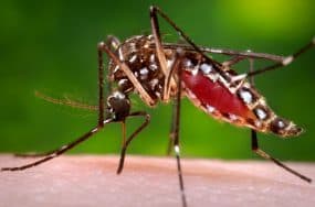Aedes aegypti adult female mosquito.