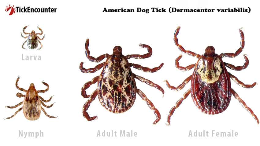 ​Tick Family - American Dog Tick