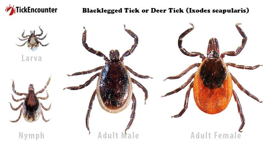 Tick Family - Blacklegged Tick