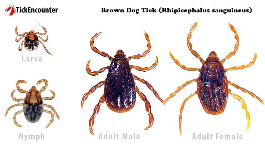 Tick Family - Brown Dog Tick