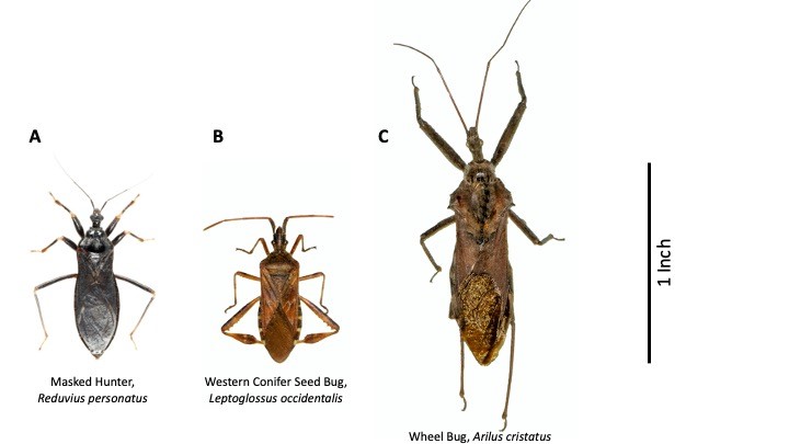 Similar insects