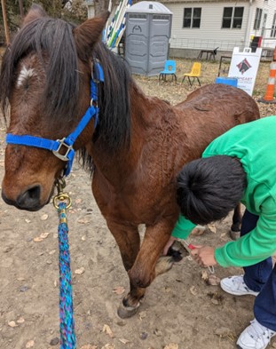 Youth and horse