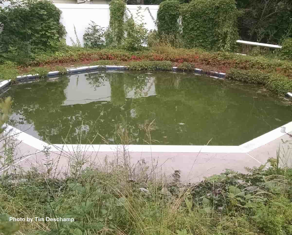 Unmaintained Swimming Pool – larval habitat for transient water mosquitoes.