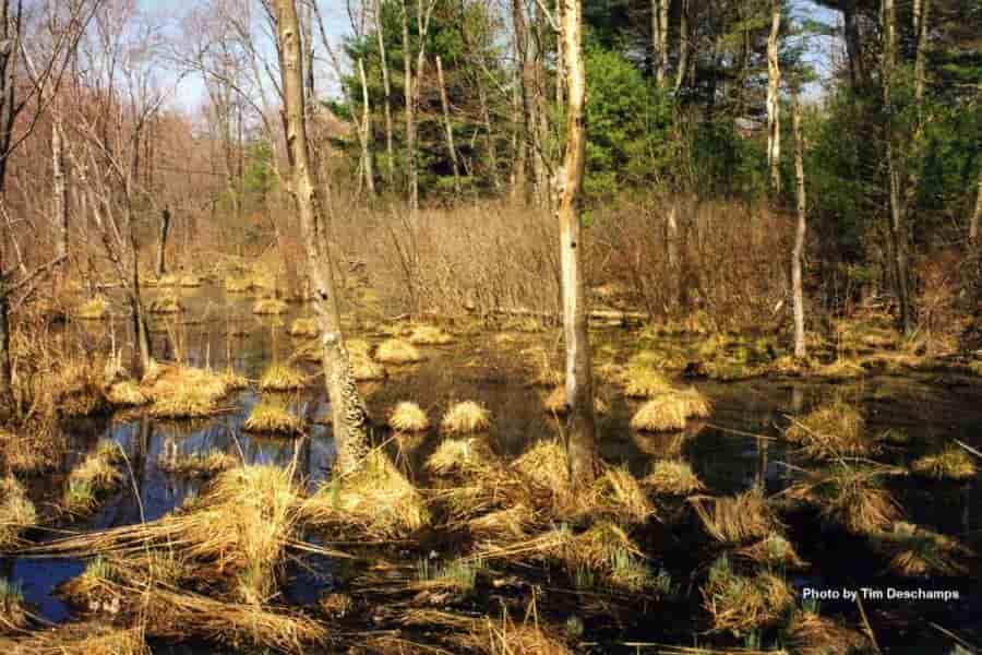 Placeholder text for an image.To be replaced by appropriate text Hummock/tussock Swamp –larval habitat for permanent pool specie