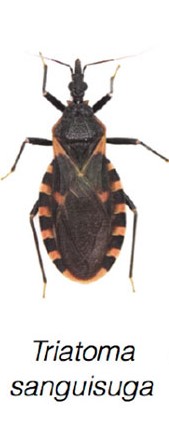 Triatoma sanguisuga